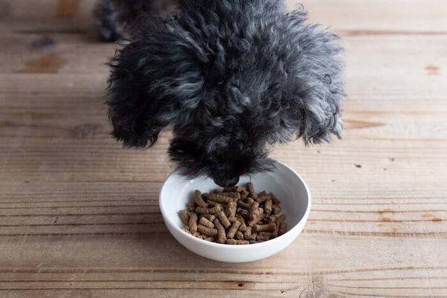 みらいのドッグフード特別療法食G･A･N+の匂いを嗅ぐ犬