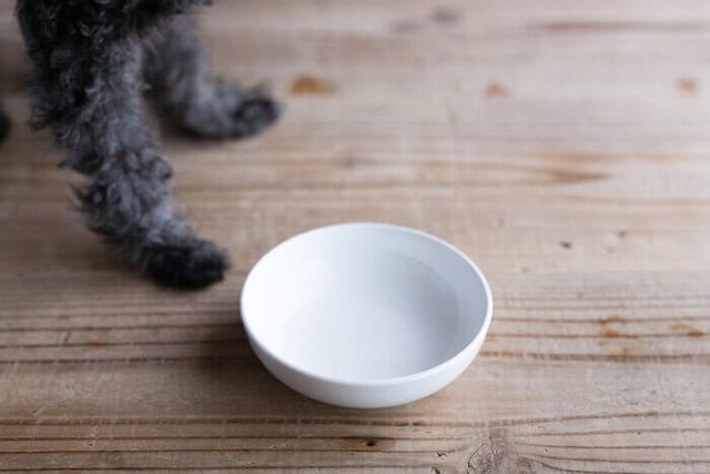 みらいのドッグフード特別療法食G･A･N+を完食した犬