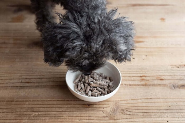 みらいのドッグフード長寿サポートの匂いを嗅ぐ犬