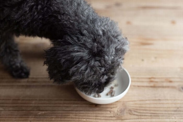 みらいのドッグフード長寿サポートを完食しそうな犬