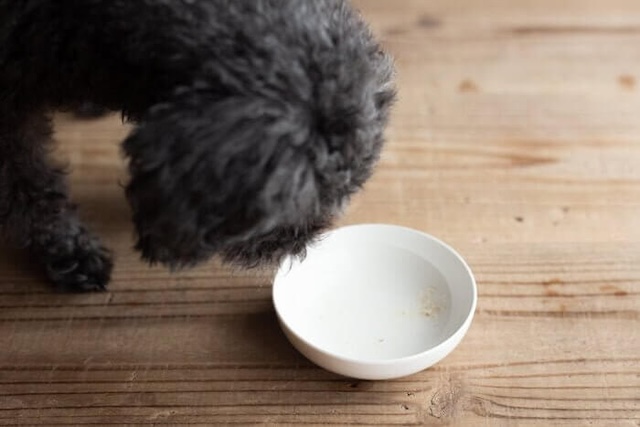 みらいのドッグフード長寿サポートを完食した犬