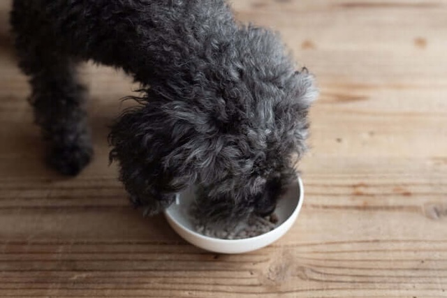 みらいのドッグフード長寿サポートを食べている犬
