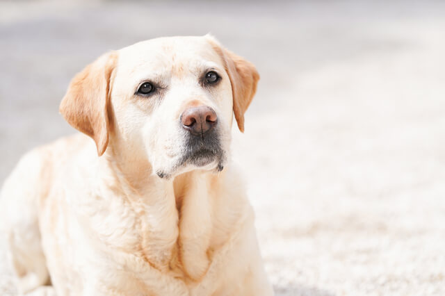 アニマルセラピスト