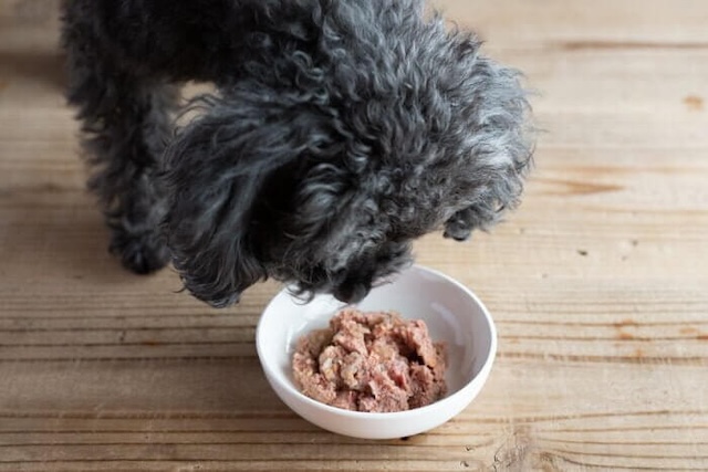 カナガンウェットの匂いを嗅ぐ犬