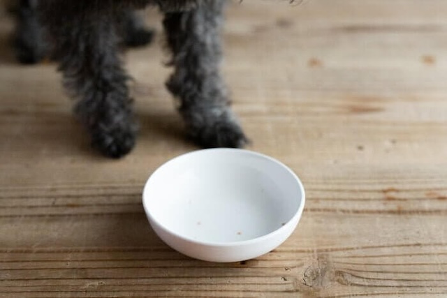 カナガンウェットを完食した後のお皿