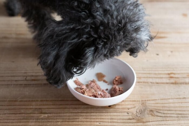 カナガンウェットを食べている犬