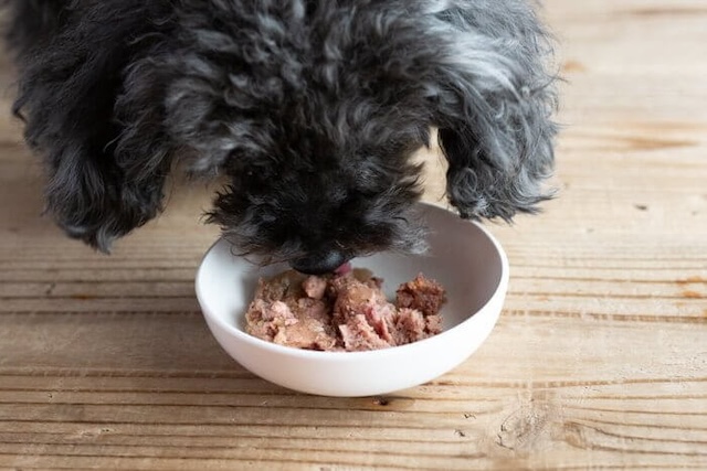 カナガンウェットを食べ始める犬