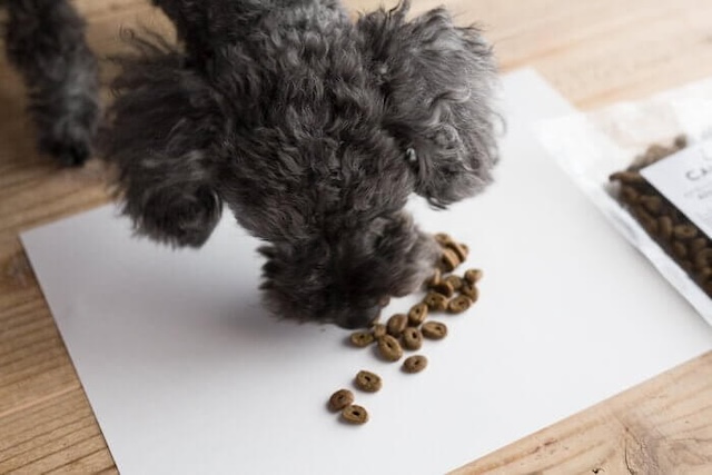 カナガンドッグフードの匂いを嗅ぐ犬