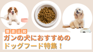ガンの犬におすすめのドッグフード2選！選び方やガンの種類を解説