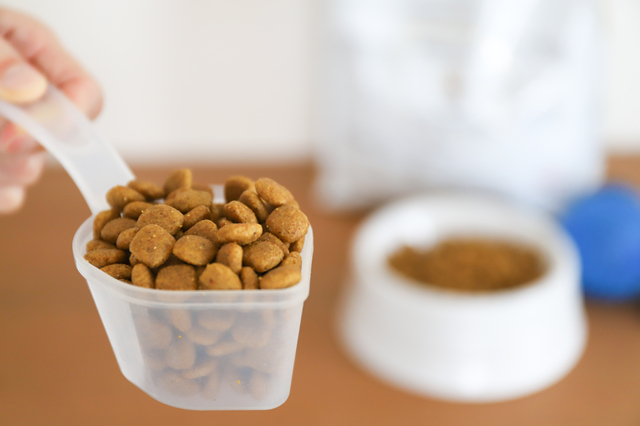 スプーンに入ったドッグフード