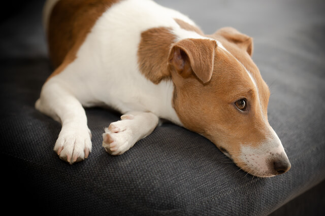 ソファーでぐったりする犬
