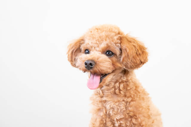 トイプードル