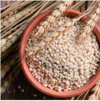 ドッグフード工房_国産大麦