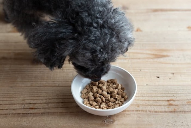 ドッグフード工房に近づく犬