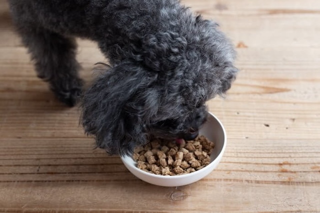 ドッグフード工房を食べ始める犬