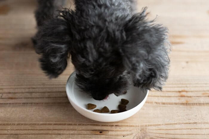 ネルソンズドッグフードを完食しそうな犬
