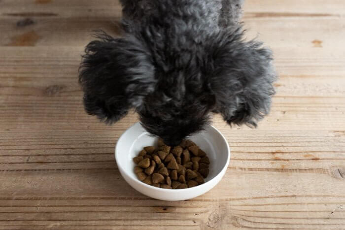 ネルソンズドッグフードを食べようとする犬