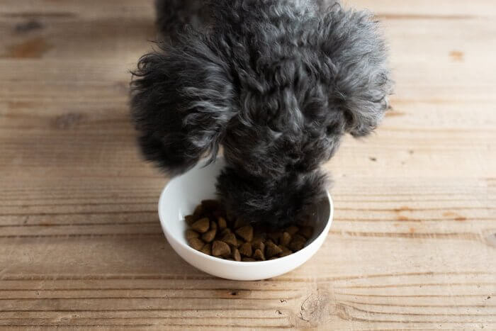 ネルソンズドッグフードを食べる犬