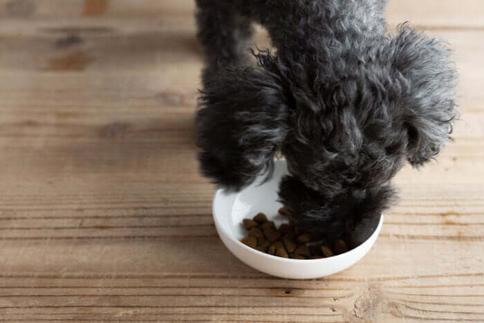 ネルソンズドッグフードを食べ続ける犬