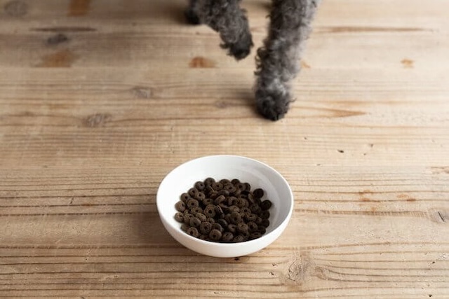 ピッコロドッグフードに近づく犬