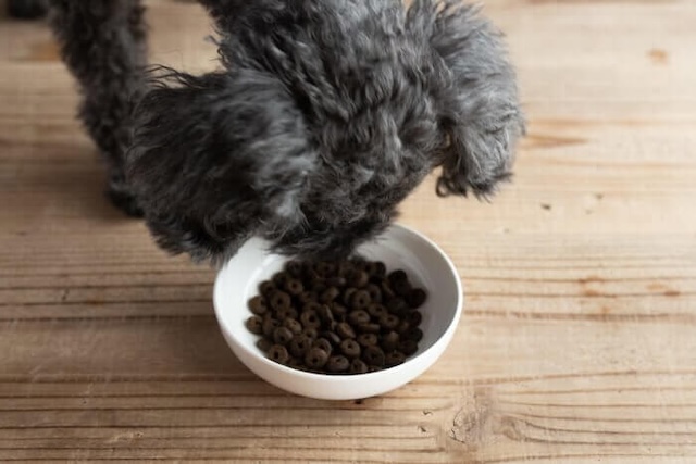 ピッコロドッグフードの匂いを嗅ぐ犬