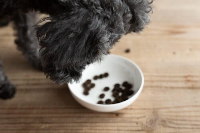 ピッコロドッグフードを再び食べ始める犬