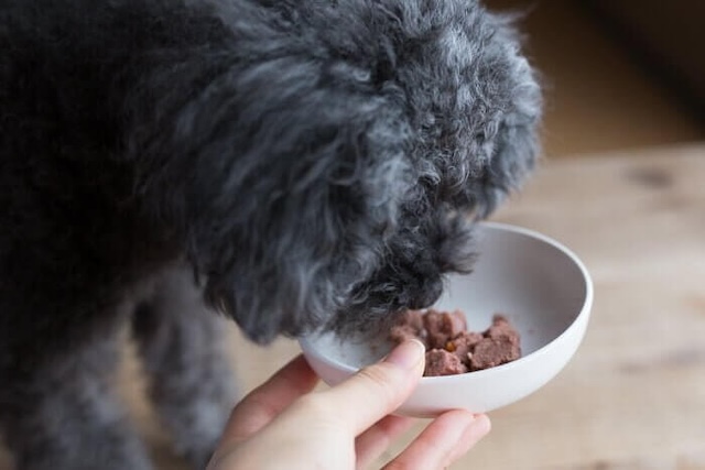 ブッチドッグフードを食べる犬