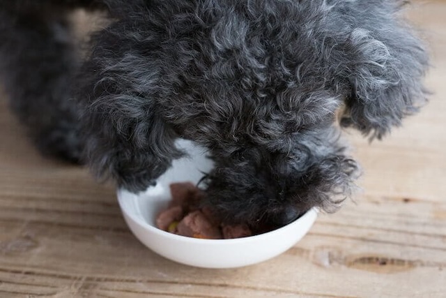 ブッチドッグフードを食べ始める犬