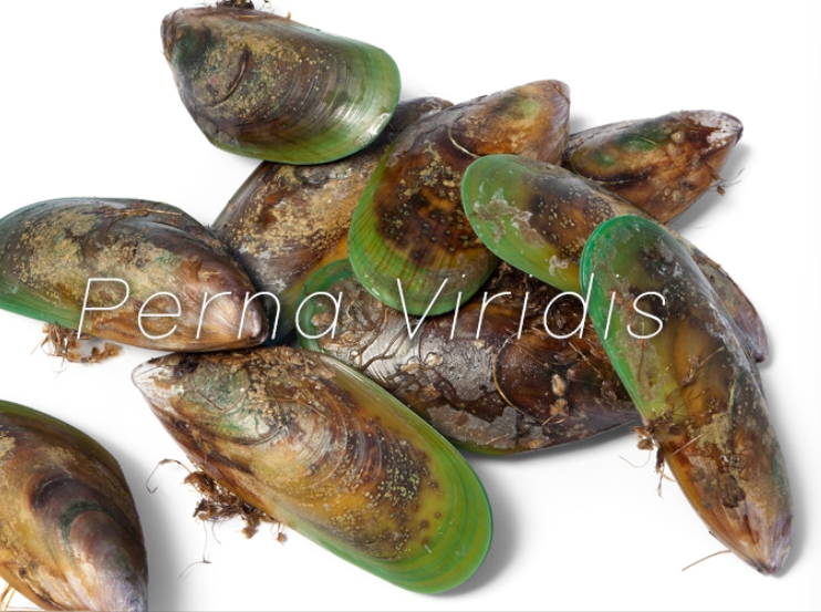 モグキューブ_緑イ貝