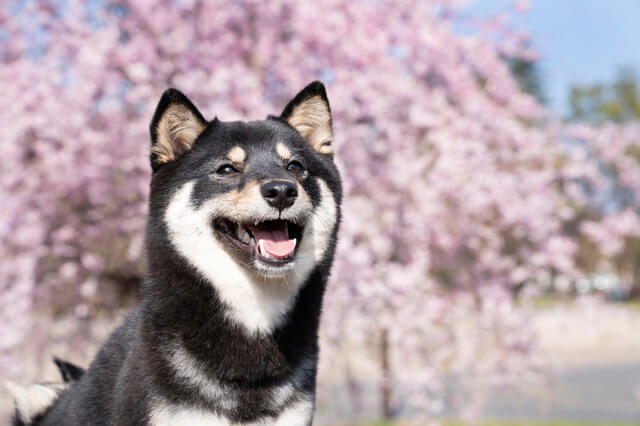 中型犬