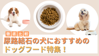尿路結石の犬におすすめのドッグフード7選！尿路結石の原因・種類も解説