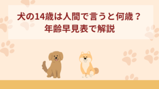 犬の14歳は人間換算では何歳？長生きなの？年齢早見表で解説