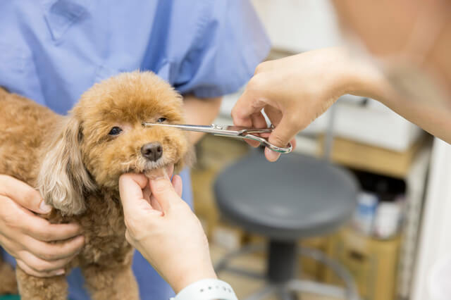 目をつぶろうとするトイプードル