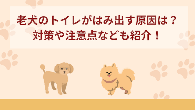 老犬のトイレがはみ出す原因は？対策や注意点なども紹介！