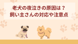 老犬の夜泣きで考えられる原因は？飼い主さんが行う対応や注意点などを紹介
