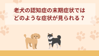 老犬の認知症の末期症状ではどのような症状が見られる？できる対応などもご紹介！