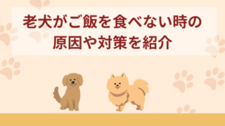 老犬(シニア犬)がご飯を食べない時の5つの原因！対策などを紹介