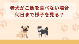 老犬(シニア犬)がご飯食べない場合は何日まで様子を見る？飼い主さんが確認すべきこともご紹介