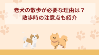 老犬(シニア犬)の散歩が必要な理由は？散歩の注意点なども紹介！