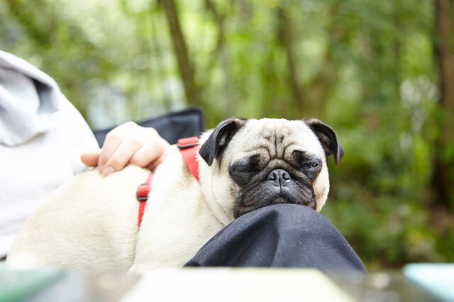 膝の上で眠りそうなパグ