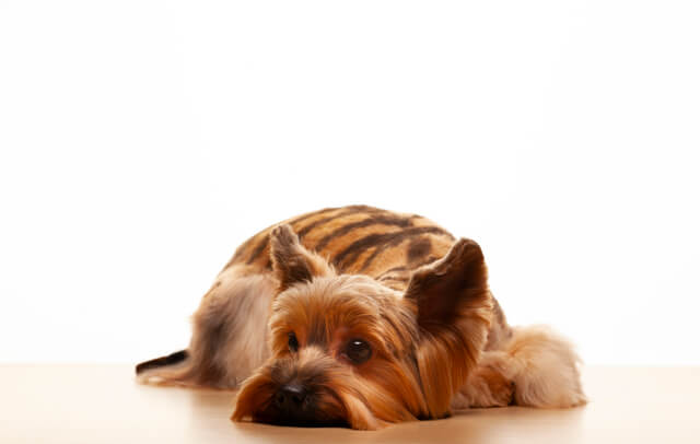 プレミアムドッグフードに関するよくある質問Q&A