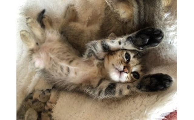 【お礼の品なし】一宮市動物愛護事業