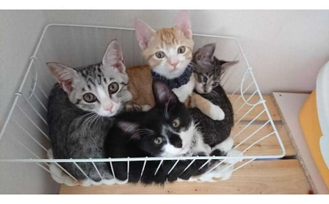 【お礼の品なし】里親募集型保護猫カフェの支援（動物愛護）