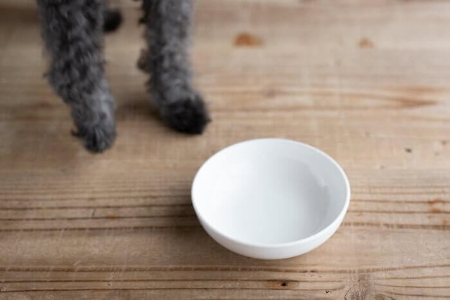 うまかドッグフードを完食した犬