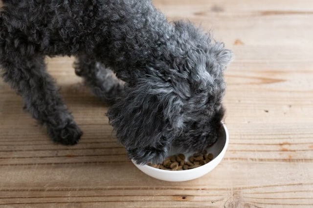 うまかドッグフードを食べている犬