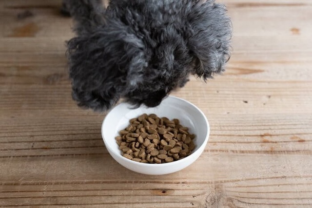 うまかドッグフードを食べようとする犬