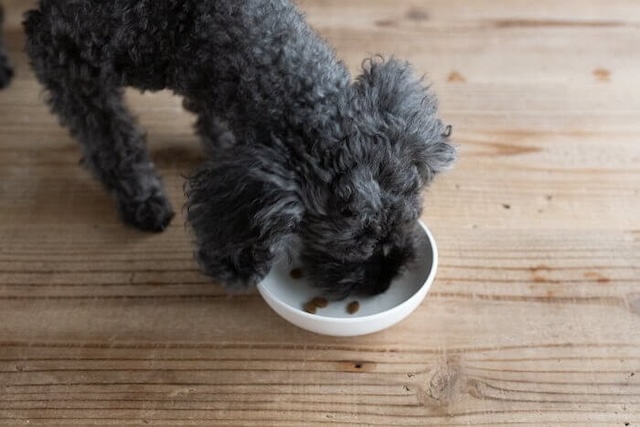 うまかドッグフードを食べ続ける犬