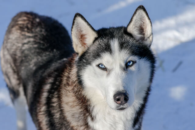 こっちを向くシベリアンハスキー