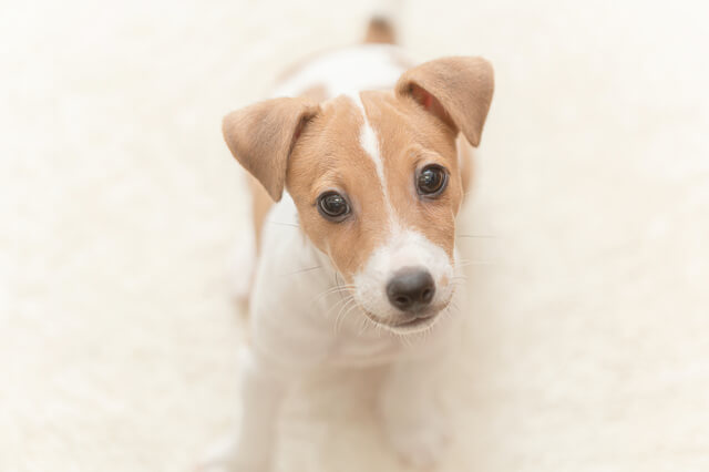 こっちを向くジャックラッセルテリア