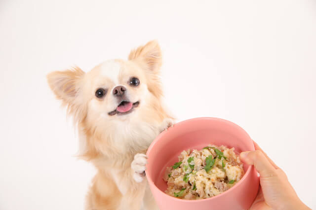 ごはんを与えられるチワワ